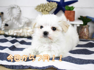 今日から７月！